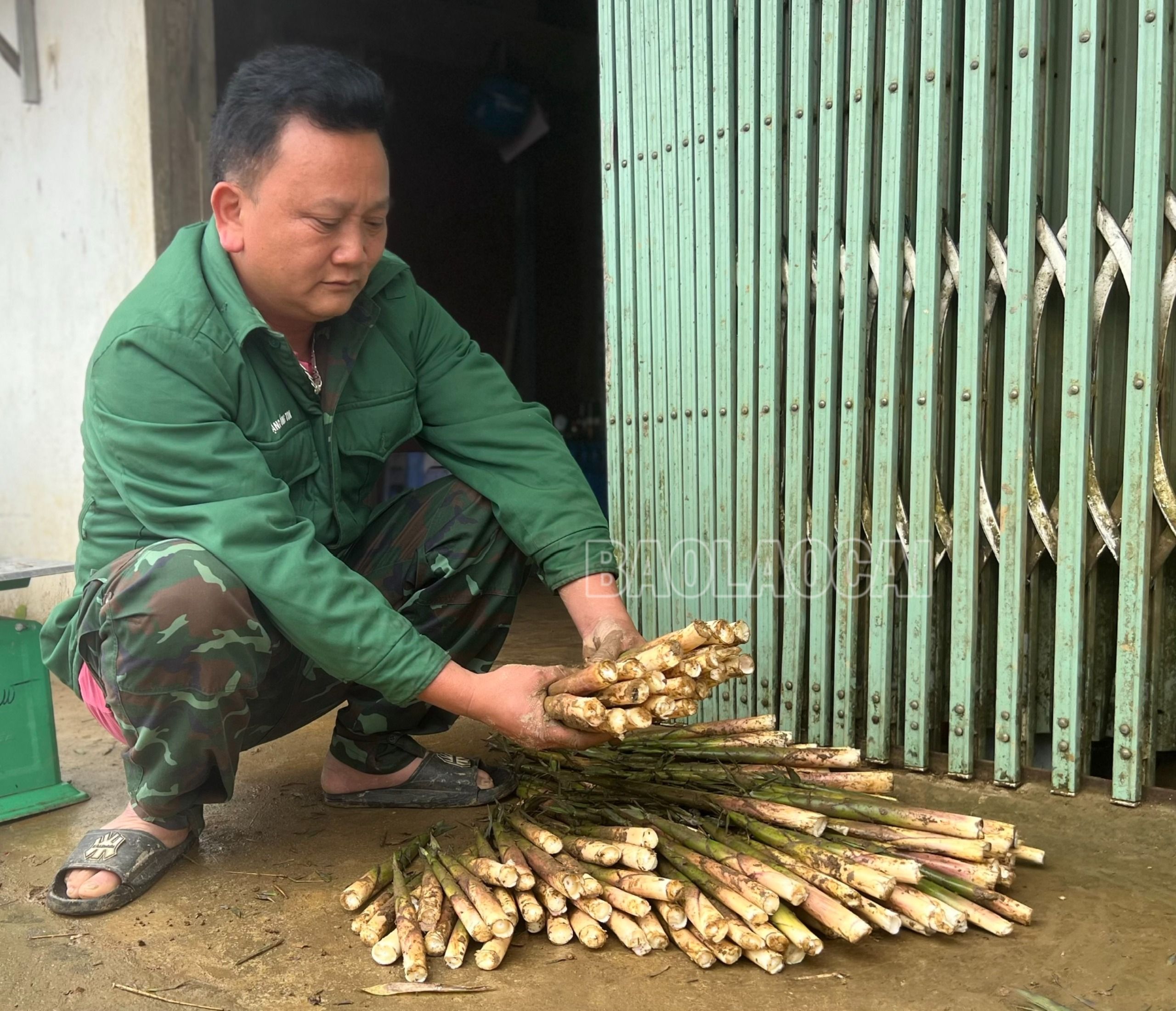Măng sặt sau khi thu hoạch về sẽ được phân loại... 5.jpg