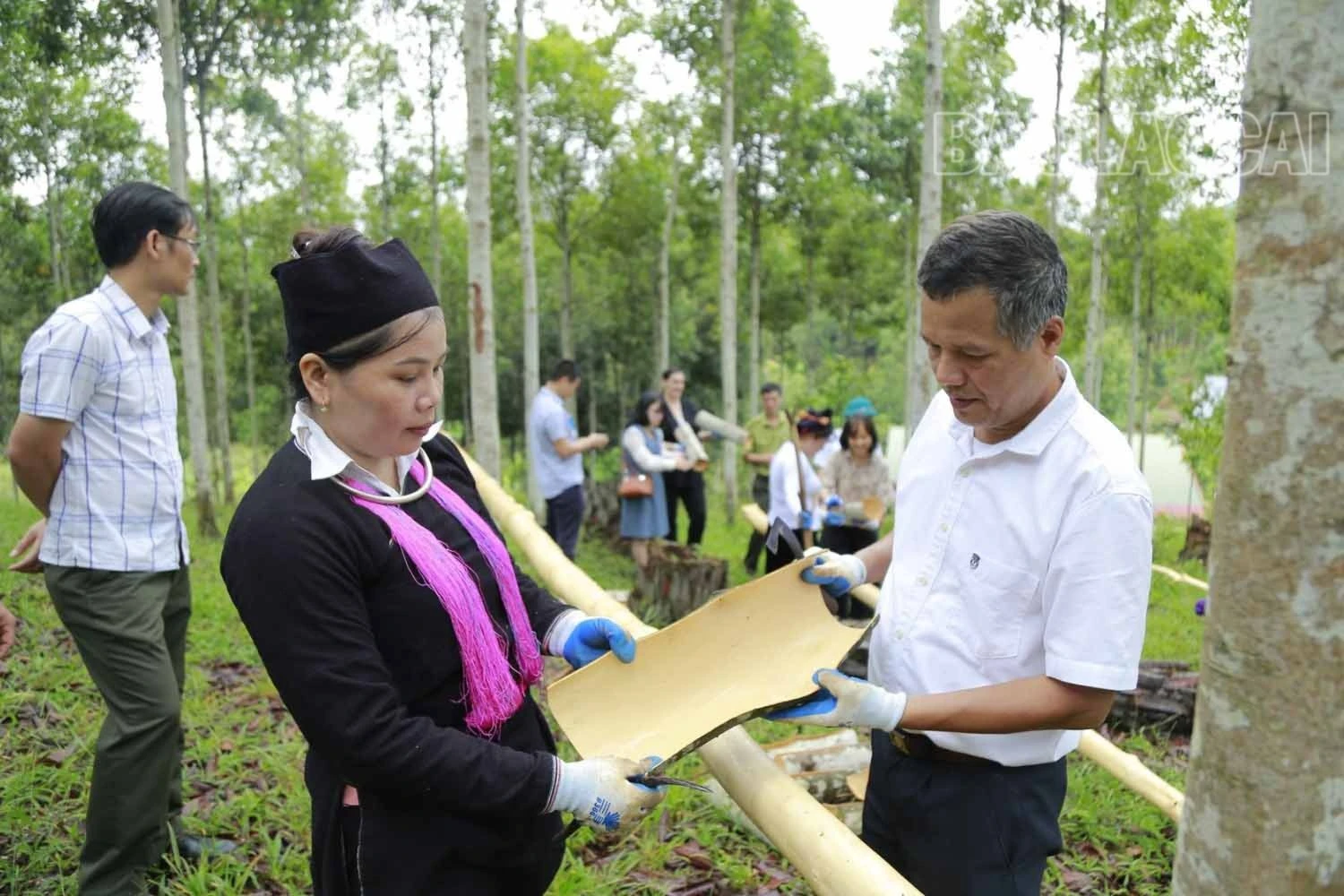 Hướng dẫn người dân sản xuất quế hữu cơ..jpg