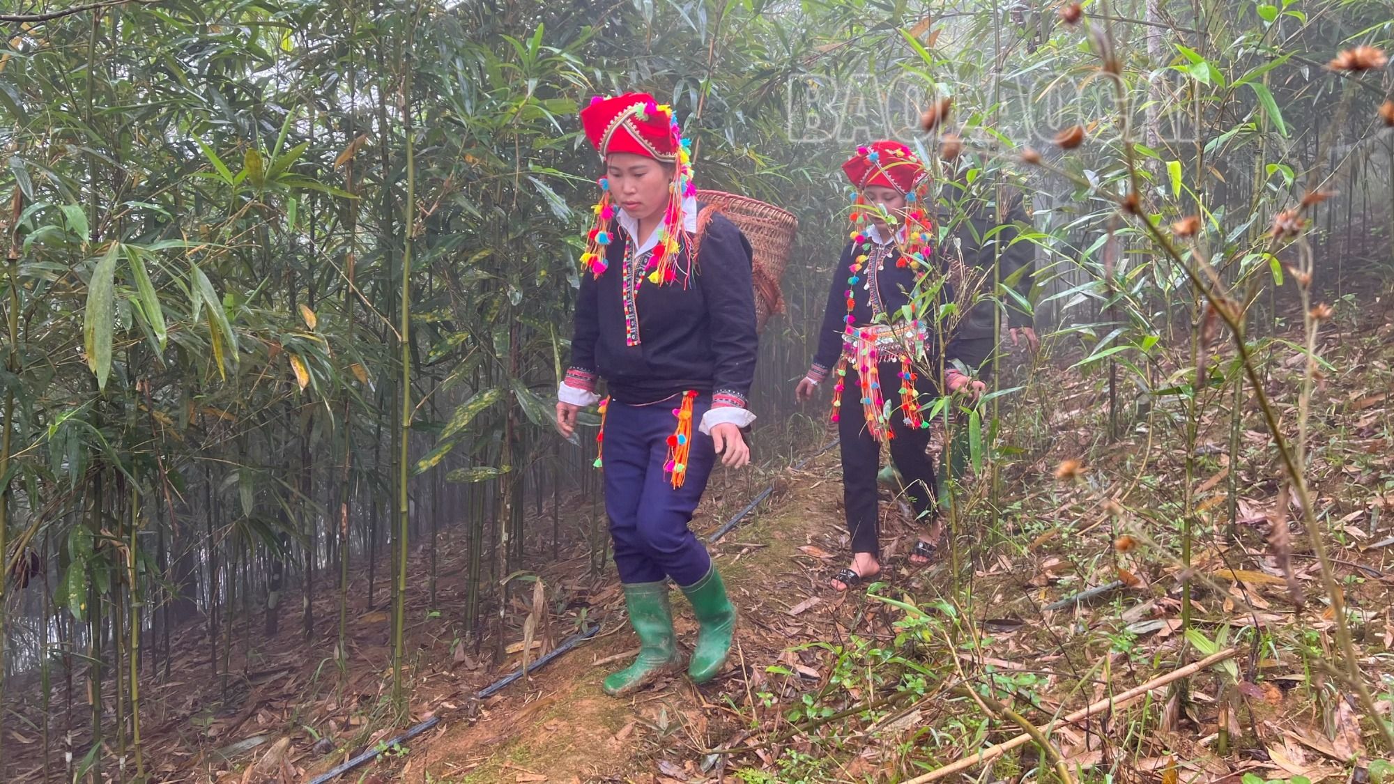 Người dân thôn Nậm Mười rủ nhau lên rừng thu hái măng sặt. 1.jpg