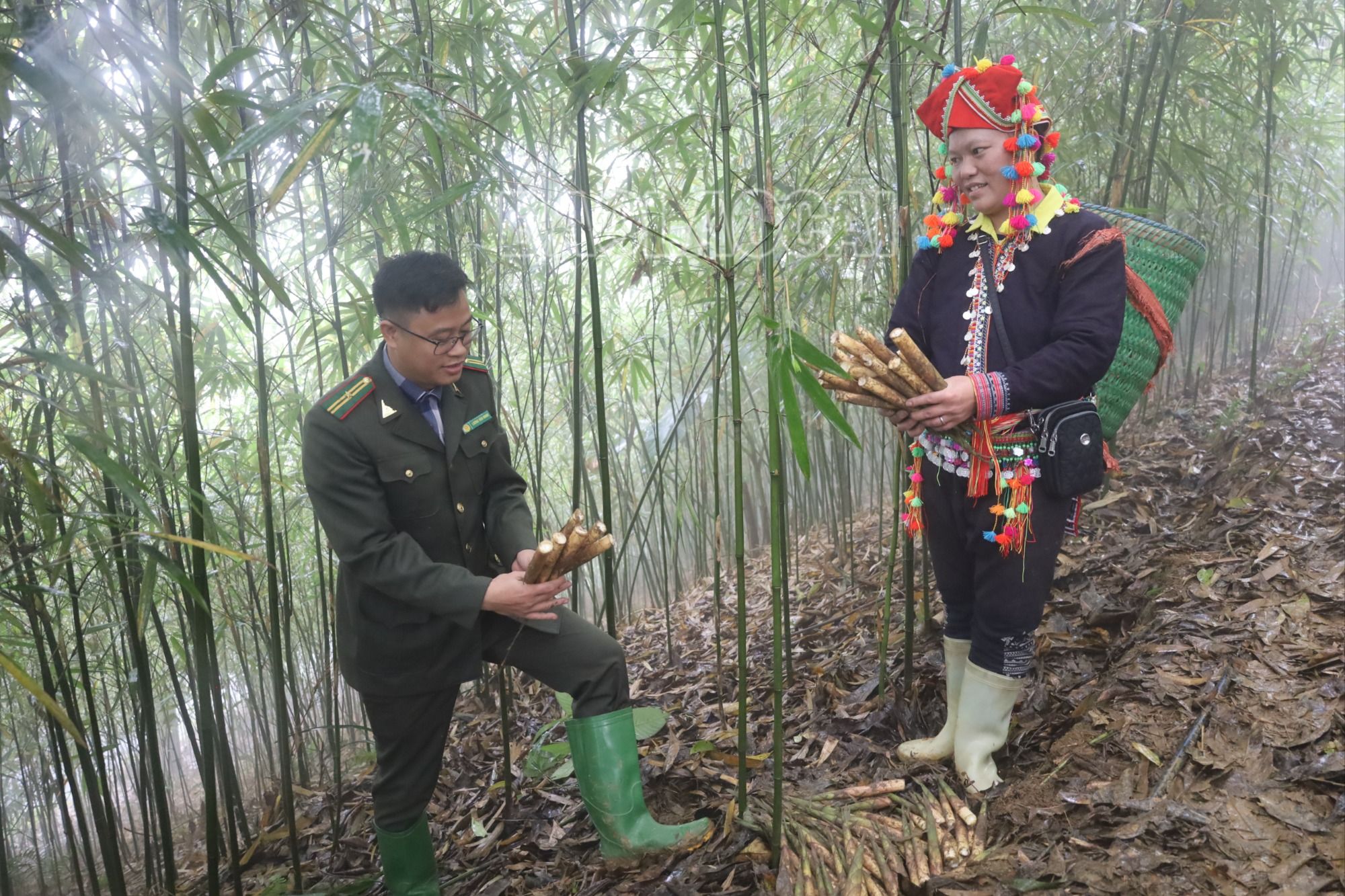 Cán bộ Kiểm lâm huyện Văn Bàn hướng dẫn người dân kỹ thuật chăm sóc, khai thác măng sặt. 4.JPG