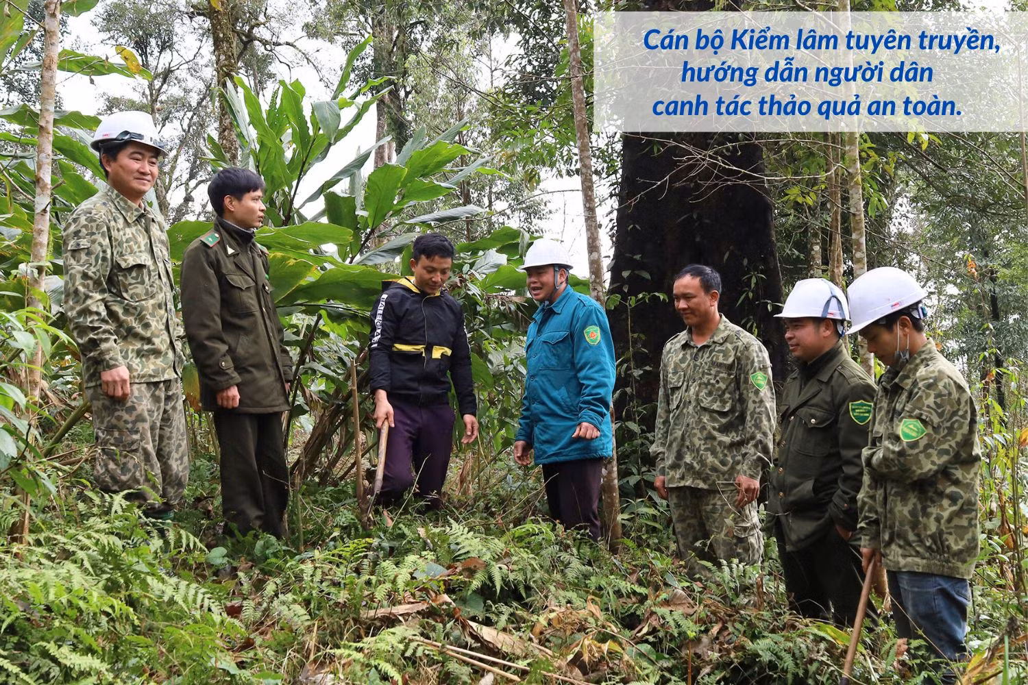 Chuyển biến trong công tác quản lý, bảo vệ rừng (1).jpg