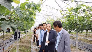 Thứ trưởng Bộ Nông nghiệp và Môi trường khảo sát vùng sản xuất nông nghiệp công nghệ cao tại Y Tý