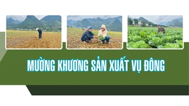 Mường Khương sản xuất vụ đông
