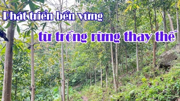 Phát triển bền vững từ trồng rừng thay thế
