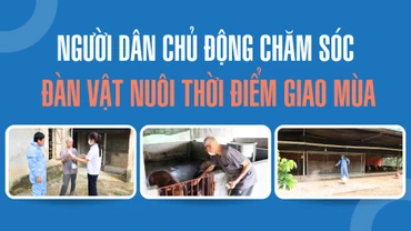 Người dân chủ động chăm sóc đàn vật nuôi thời điểm giao mùa