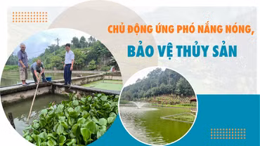 Chủ động ứng phó nắng nóng, bảo vệ thủy sản