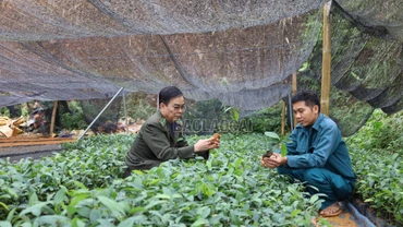 Vườn ươm vào vụ, sẵn sàng cây giống trồng rừng