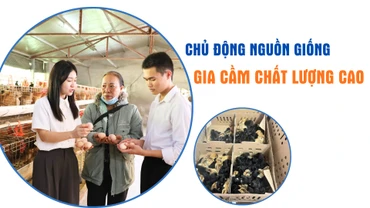 Chủ động nguồn giống gia cầm chất lượng cao