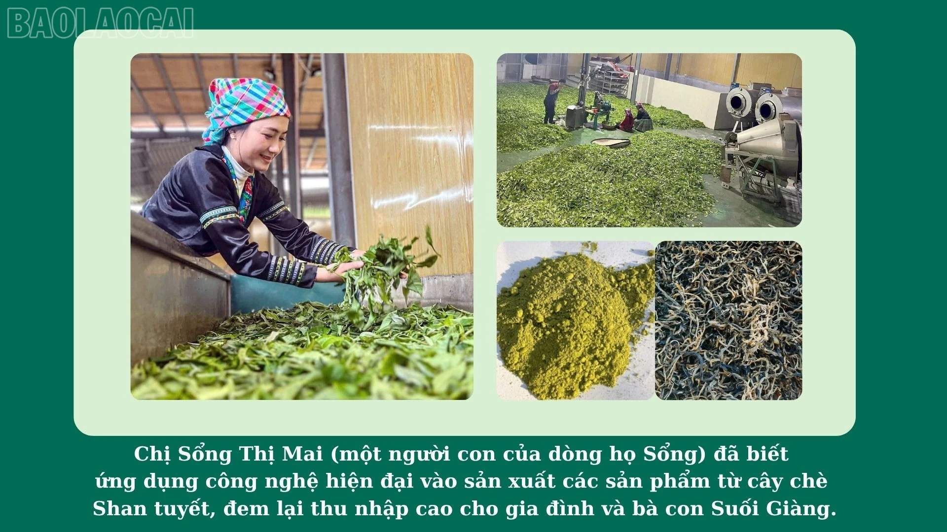 baolaocai-tl_anh-3-sua.jpg