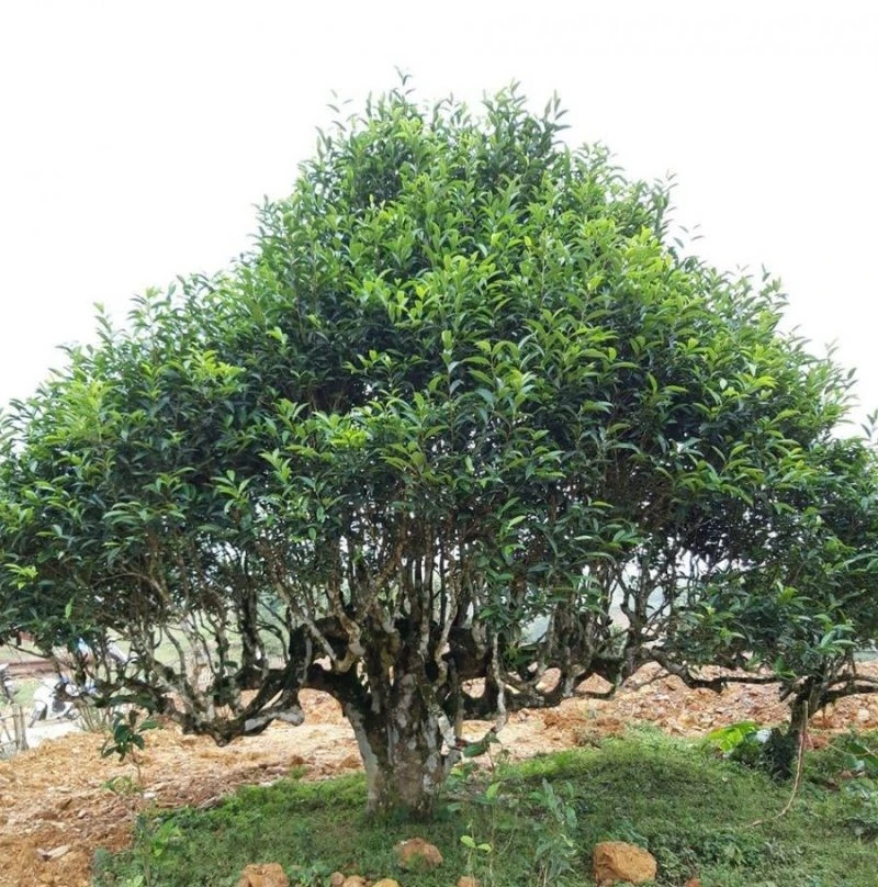 che-suoi-giang.jpg
