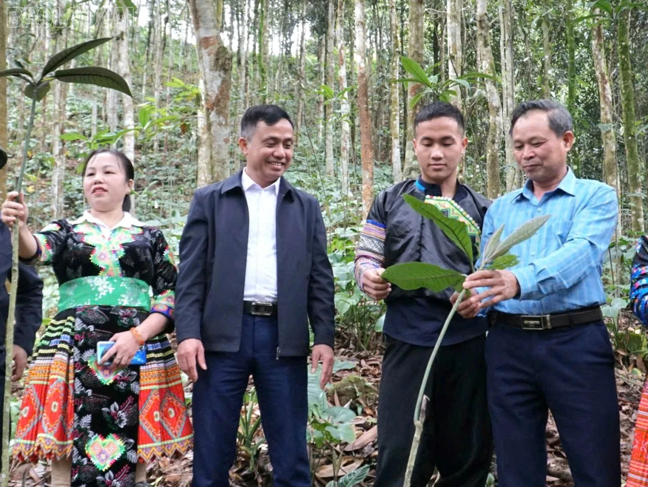 baolaocai-tl_12.jpg