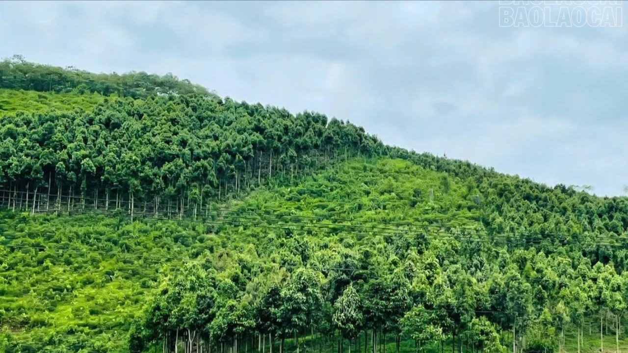 baolaocai-tr_tr-rung-xanh-1.jpg