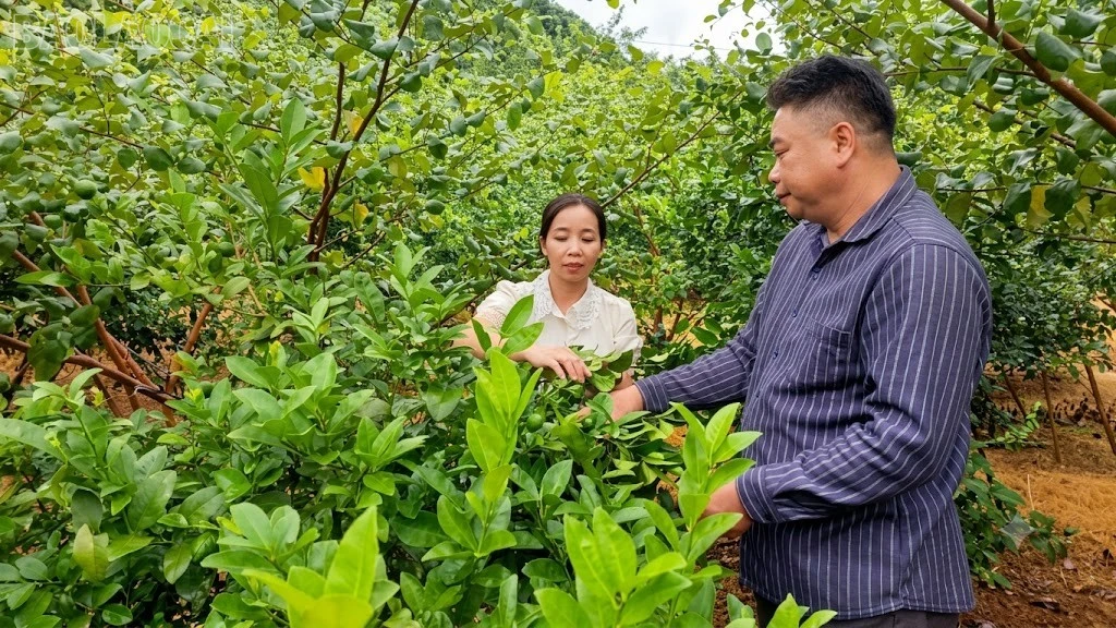baolaocai-tl_9.jpg