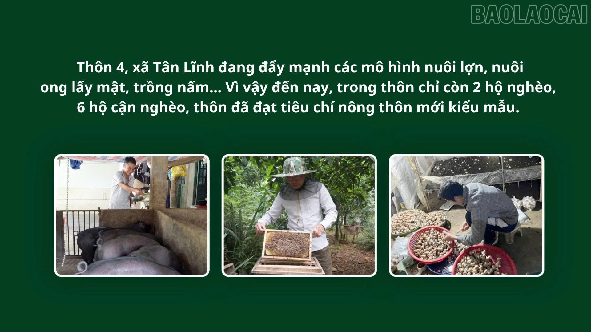 baolaocai-tr_z7700916246438-c1d0cb75799109783f5f8989a0ea5592.jpg