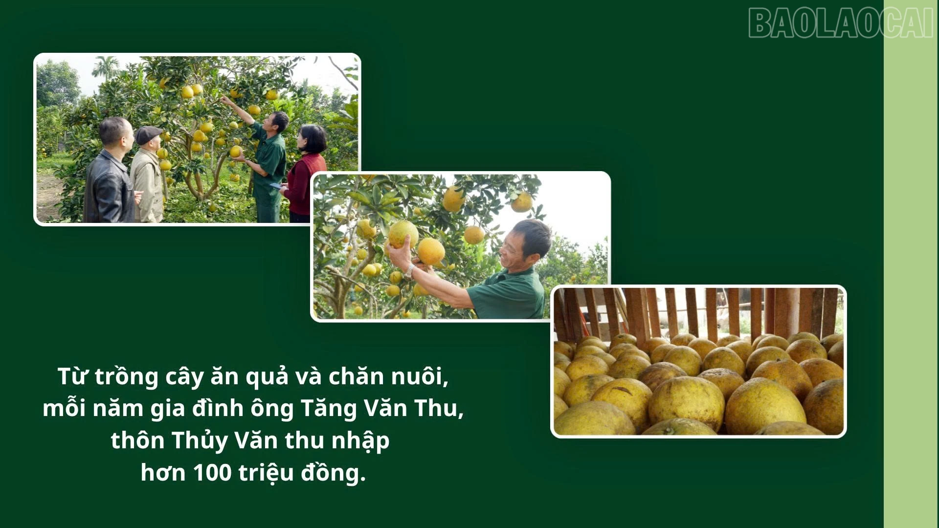 baolaocai-tr_z7700918660396-cc41c05cfff563bad6219b884ad033dc.jpg