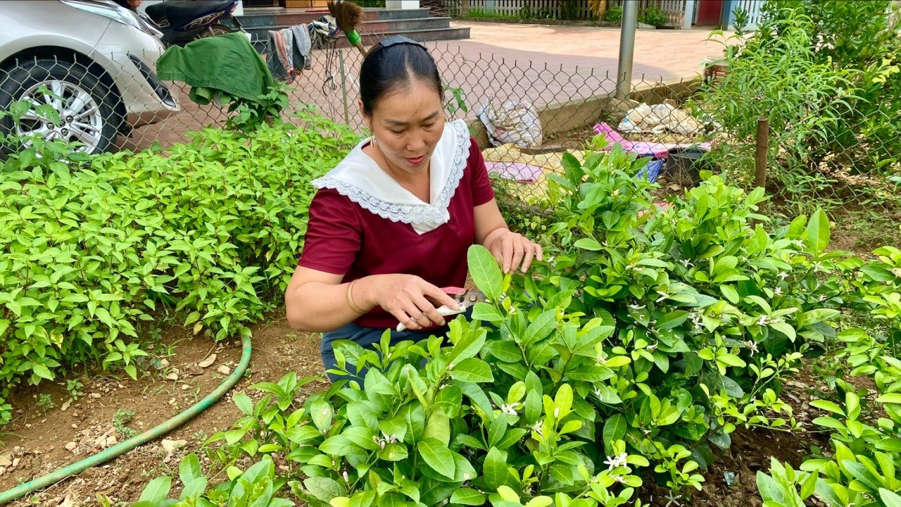 Vườn chanh giống của gia đình anh Đỗ Văn Lợi hàng ngày được chăm sóc cẩn thận. z7034007336352-47c2bc4f44e17805c7c75e6c9562fae9-6912.jpg