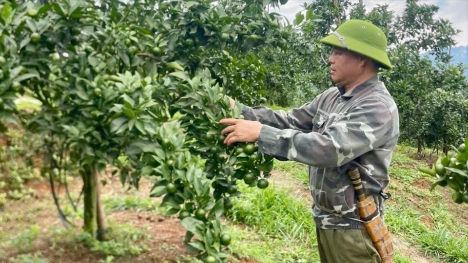 Anh Nguyễn Hải Bằng kiểm tra chất lượng cam, quýt đang trong thời kỳ sinh trưởng, phát triển. z7034001720904-7c39d829183830ac0c6ab6625c907e33-1961.jpg