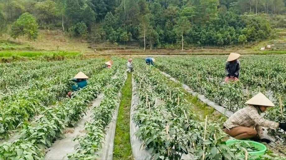 Mô hình trồng ớt của nông dân xã Sơn Lương thu hút nhiều gia đình hội viên nông dân tham gia. z6879286069841-2b01f8c264d519a611cde4a1ac7f77d7-6850.jpg