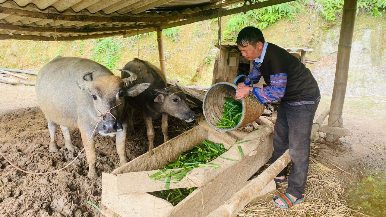 Nông dân xã Mù Cang Chải phát triển chăn nuôi đại gia súc mang lại hiệu quả kinh tế, góp phần nâng cao chất lượng cuộc sống. z6879280093287-41303e3a90b0a025d20f3a1e12422b65-7376.jpg