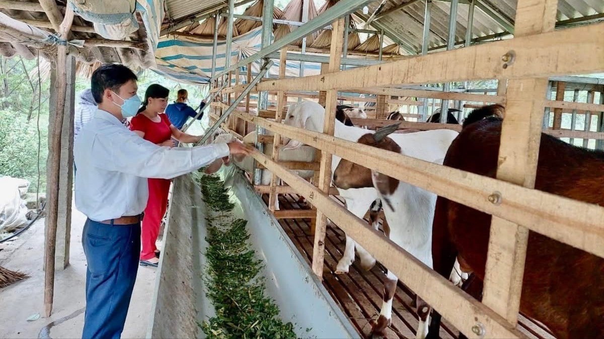 Nhờ có nguồn vốn từ Quỹ Hỗ trợ nông dân, nhiều hộ gia đình nông dân trên địa bàn tỉnh đã xây dựng được mô hình phát triển kinh tế hiệu quả. (Trong ảnh: Mô hình chăn nuôi dê của nông dân xã Tân Hợp). z6879289569029-7b3bae808aad7d6de1c4e6430f3a2312-1726.jpg