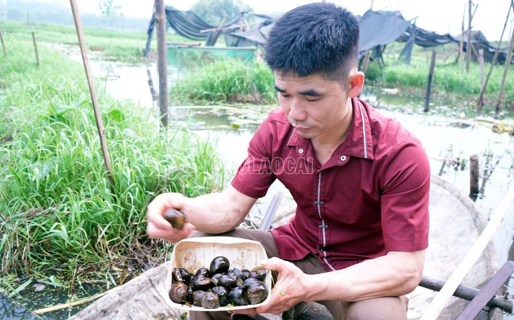 Mô hình nuôi ốc nhồi giúp gia đình anh Bắc thoát nghèo. baolaocai-c_dt-24420241027-244-nuoi-oc.jpg