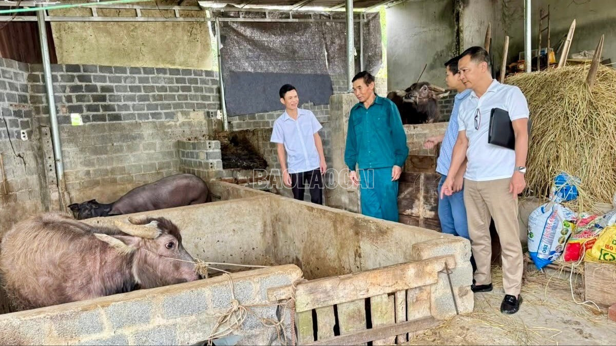 Nhờ có nguồn vốn vay ưu đãi, nông dân phường Nghĩa Lộ đã đầu tư phát triển mô hình chăn nuôi trâu sinh sản, vươn lên thoát nghèo, làm giàu chính đáng. baolaocai-c_z7111762408268-dc27b05f15e9940088d08331031a1cf1-3639.jpg
