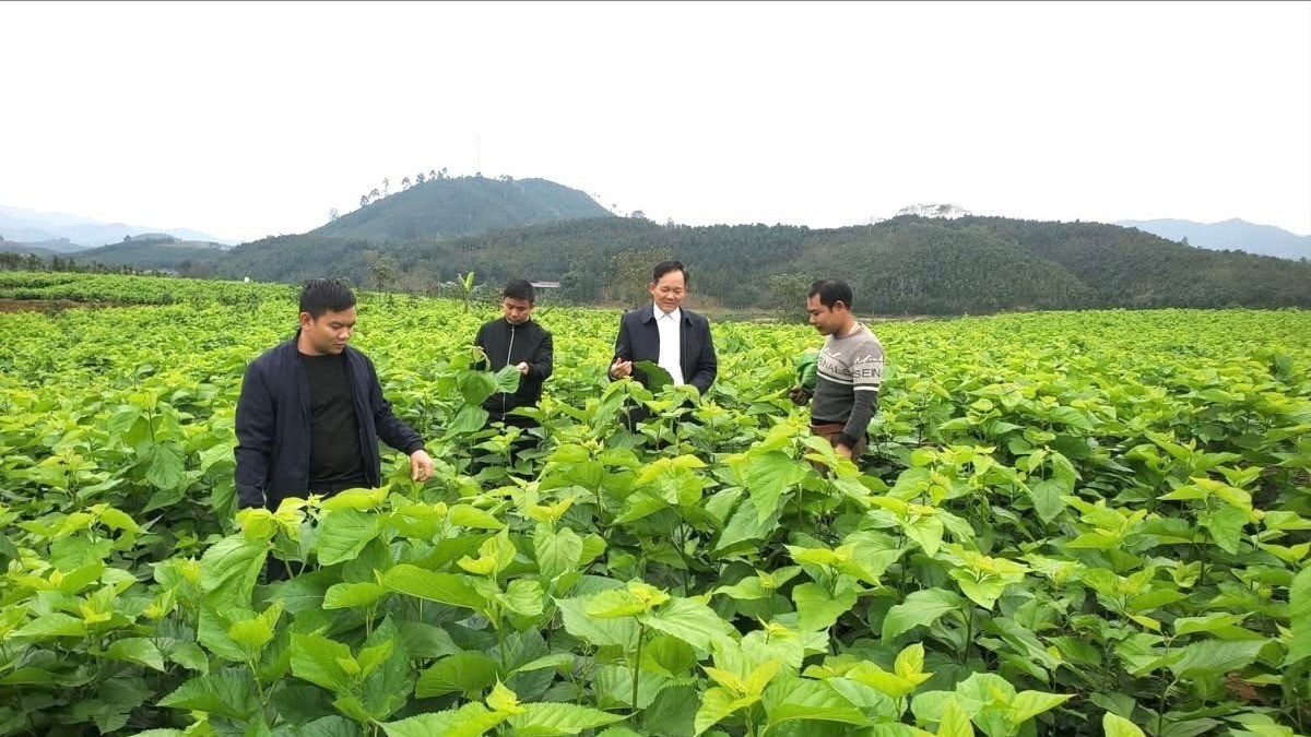 Nhân dân xã Xuân Ái tích cực phát triển nghề trồng dâu nuôi tằm, nâng cao thu nhập. z6989059742418-0d0b4dc7e284c69fad0a95e6b61892bf-9499.jpg