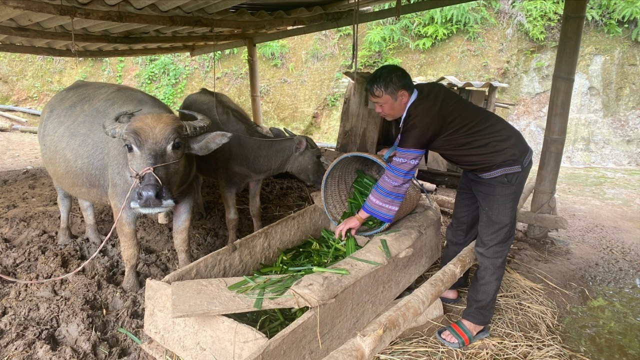 Nông dân xã Mù Cang Chải tích cực phát triển chăn nuôi đại gia súc, góp phần xóa nghèo, làm giàu. z6989039846790-98bcc9e2fda8caf75aaf565bebaa7a97-2641.jpg