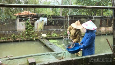 Cựu chiến binh Lào Cai nỗ lực phát triển kinh tế