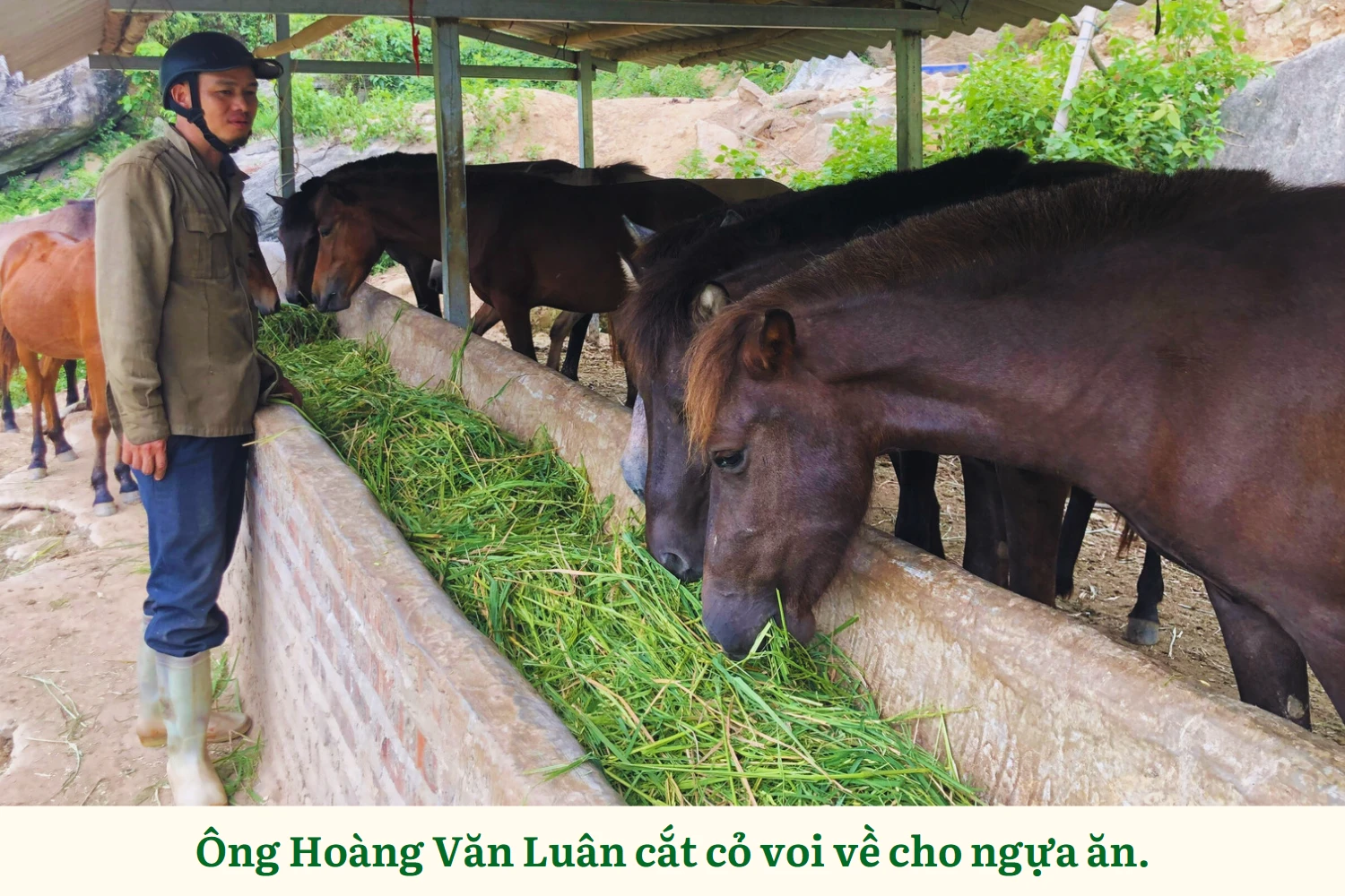 3phát triển kinh tế từ nuôi ngựa sinh sản.png