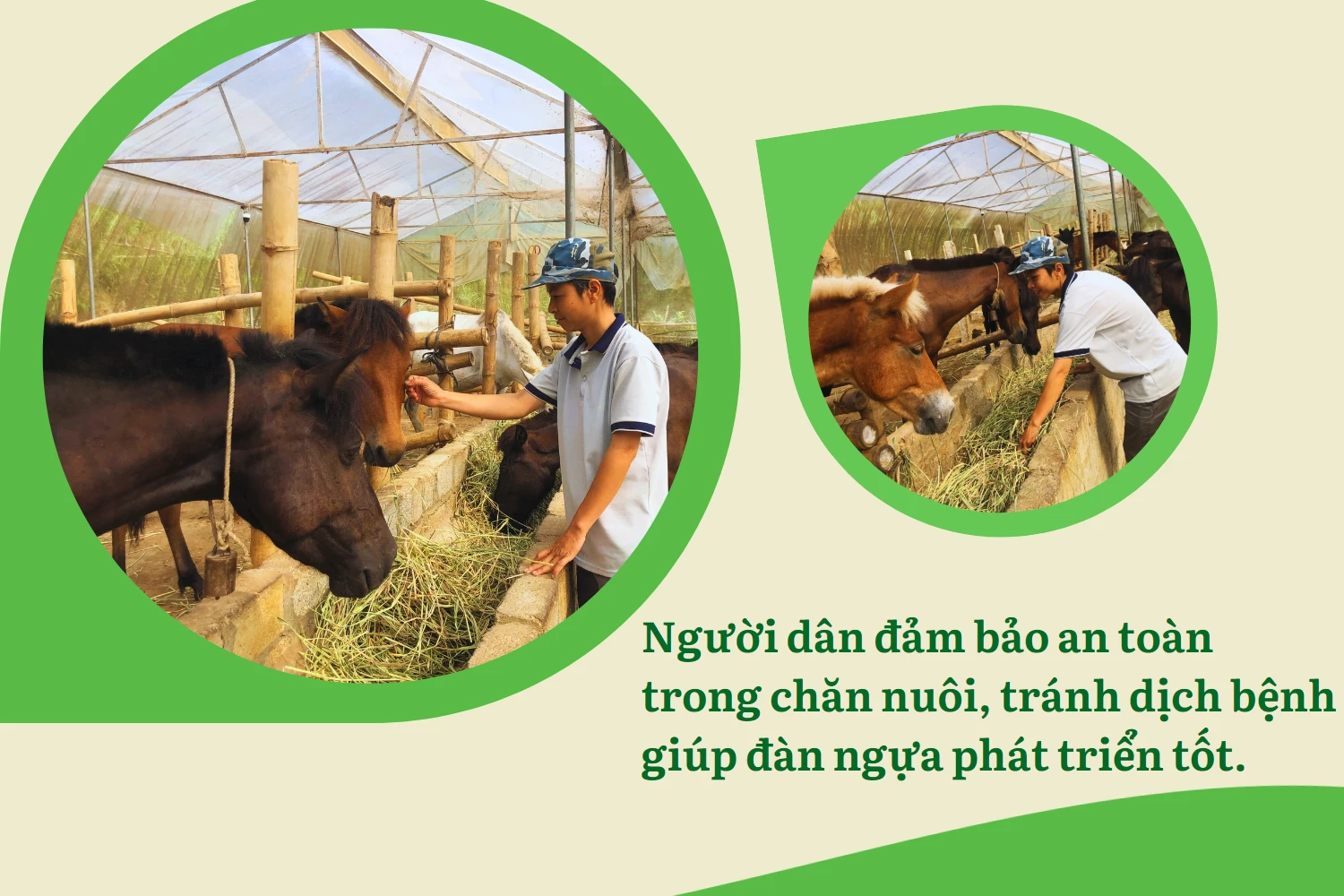 6phát triển kinh tế từ nuôi ngựa sinh sản.png