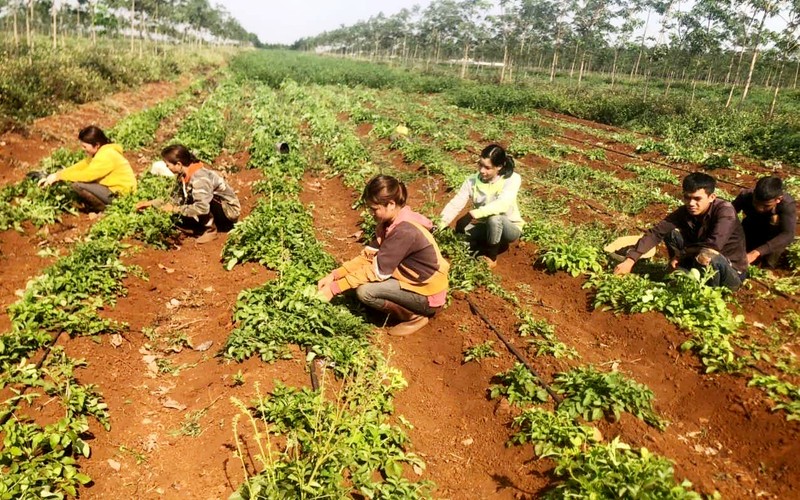 Đưa dược liệu Việt Nam tham gia thị trường toàn cầu ảnh 1 Vườn trồng đan sâm theo tiêu chuẩn GACP-WHO tại xã Chư Pơng, Chư Sê (Gia Lai).
