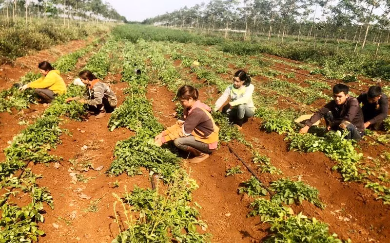 Vườn trồng đan sâm theo tiêu chuẩn GACP-WHO tại xã Chư Pơng, Chư Sê (Gia Lai).