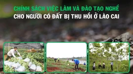 [Infographic] Chính sách việc làm và đào tạo nghề cho người có đất bị thu hồi trên địa bàn tỉnh Lào Cai