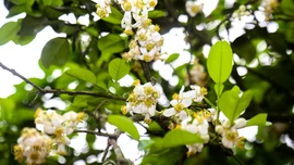 [Ảnh] Mùa “se duyên” cho bưởi