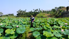 Tiềm năng trồng sen đa giá trị ở vùng đất trũng của Trấn Yên