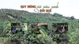 Quy Mông giữ màu xanh đồi quế