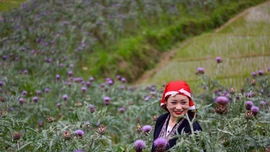 [Ảnh] Mùa hoa atiso tím biếc giữa núi rừng Sa Pa