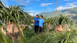 Thanh niên Sa Pa khởi nghiệp từ lợi thế nông nghiệp địa phương
