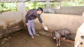 Mở hướng thoát nghèo từ nuôi lợn đen bản địa ở Láo Lý