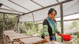 [Ảnh] "Giữ hồn" nghề làm giấy thủ công ở Nậm Than