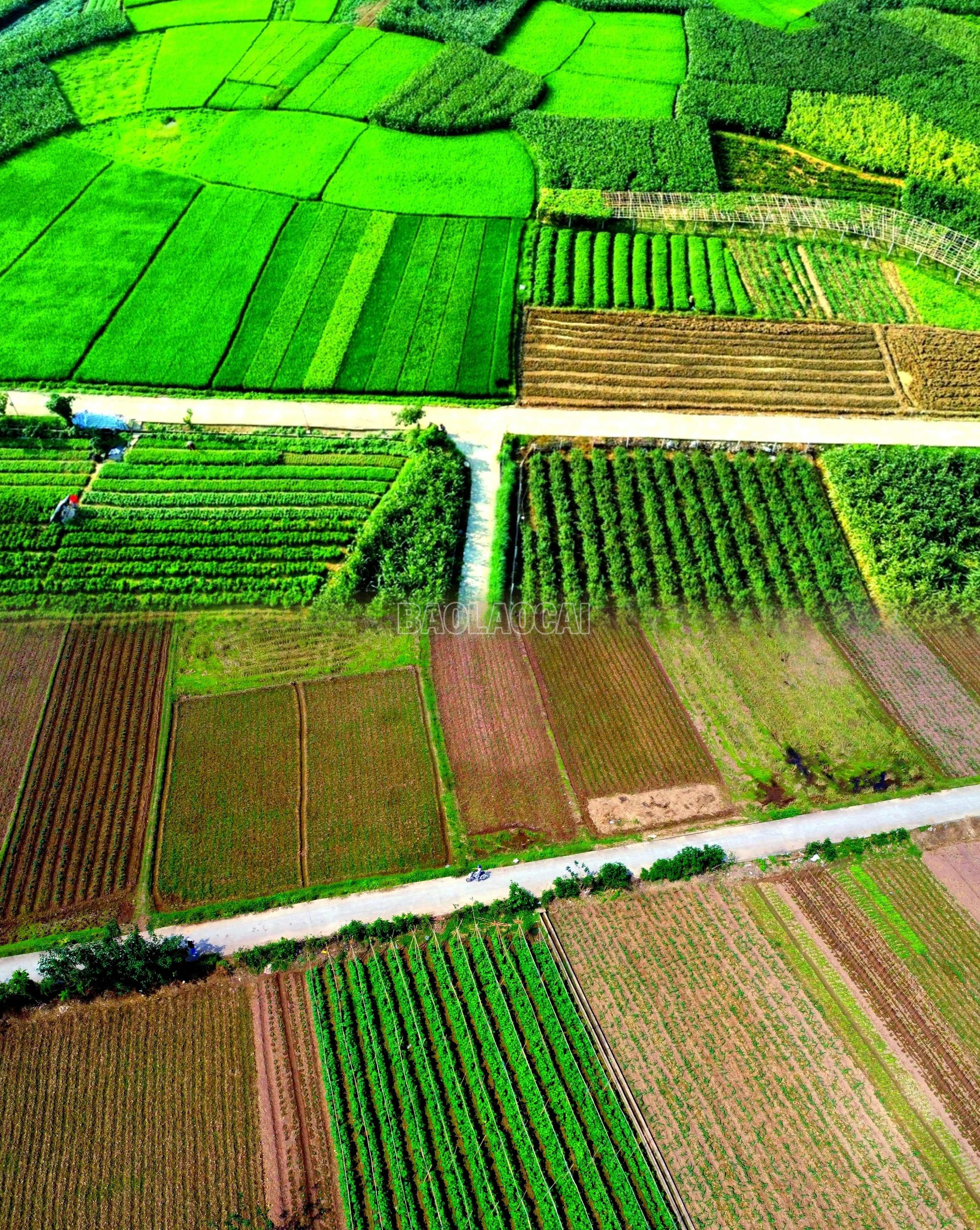 baolaocai-c_meitu-20250411-100008648.jpg