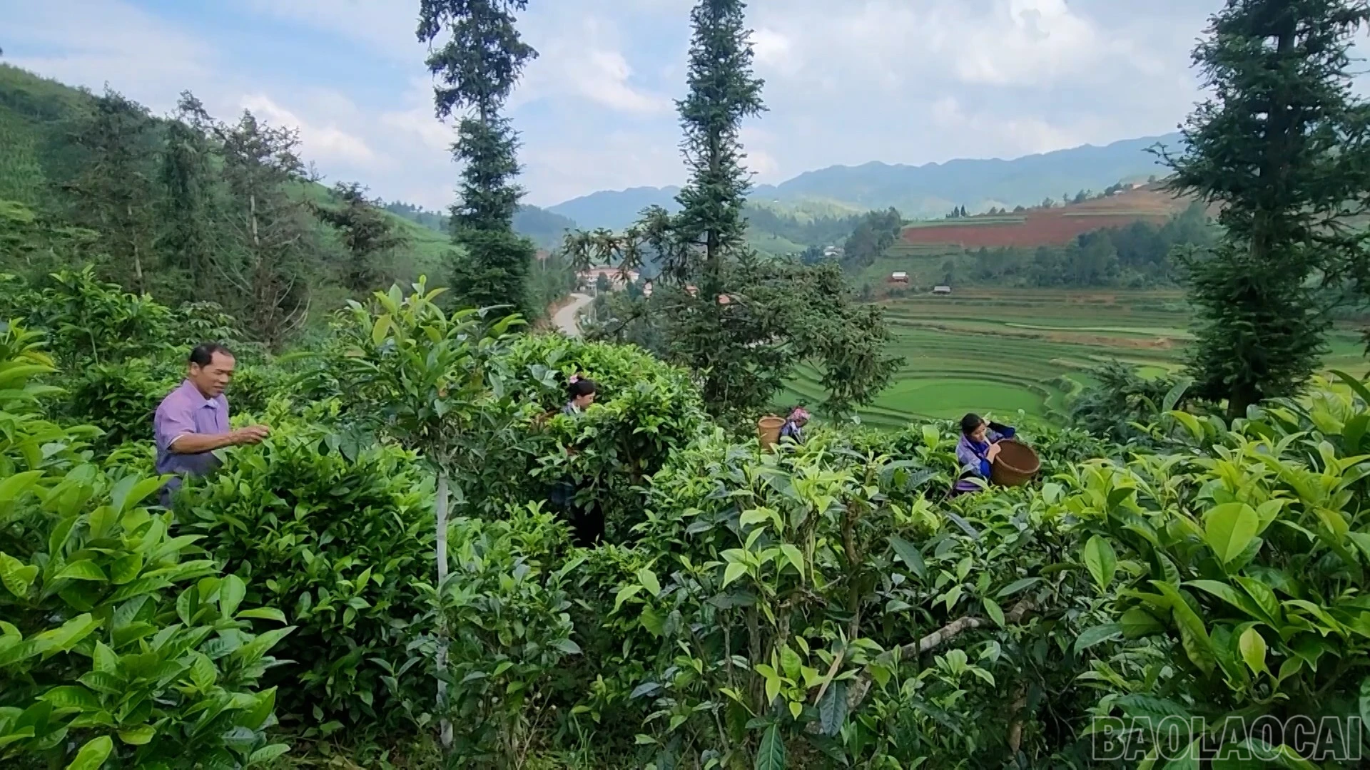 baolaocai-br_che-shan-tuyet.jpg