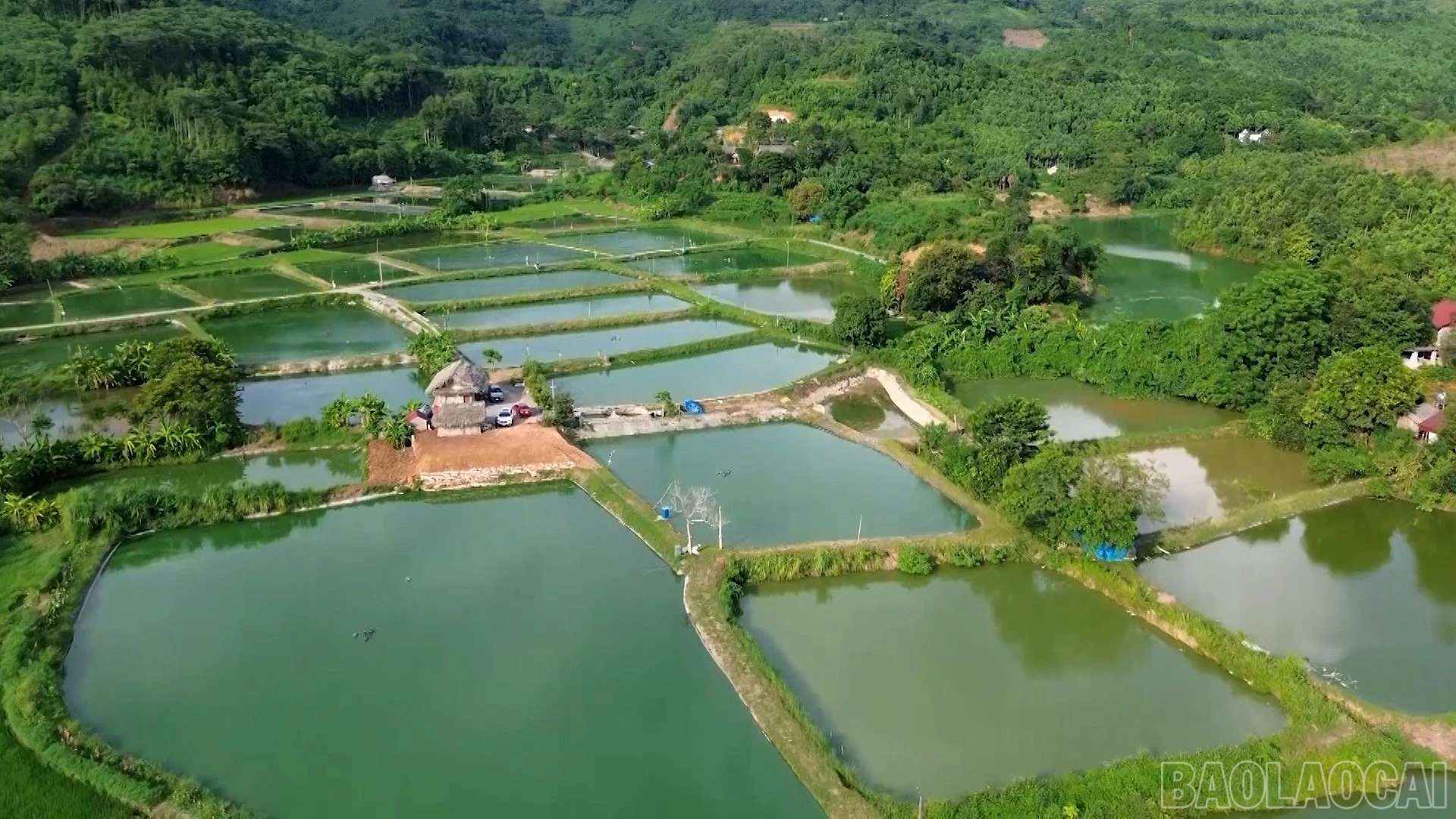 baolaocai-br_thuy-san.jpg