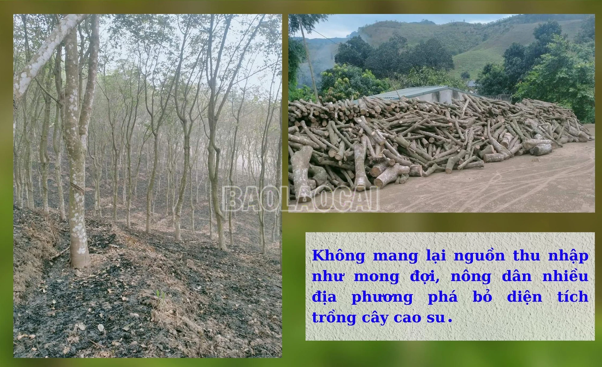 caosu4.jpg