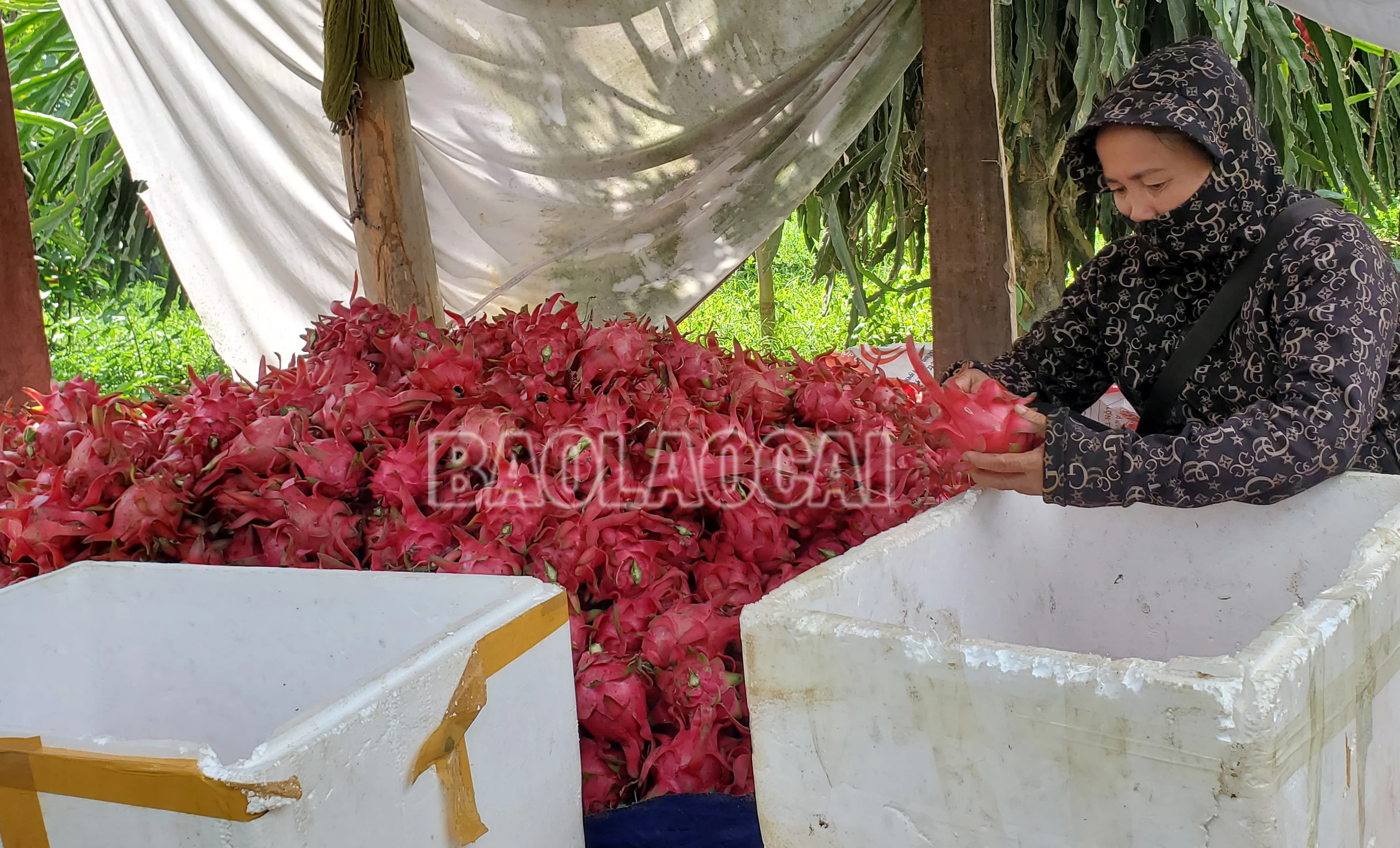 Thanhlong3.jpg