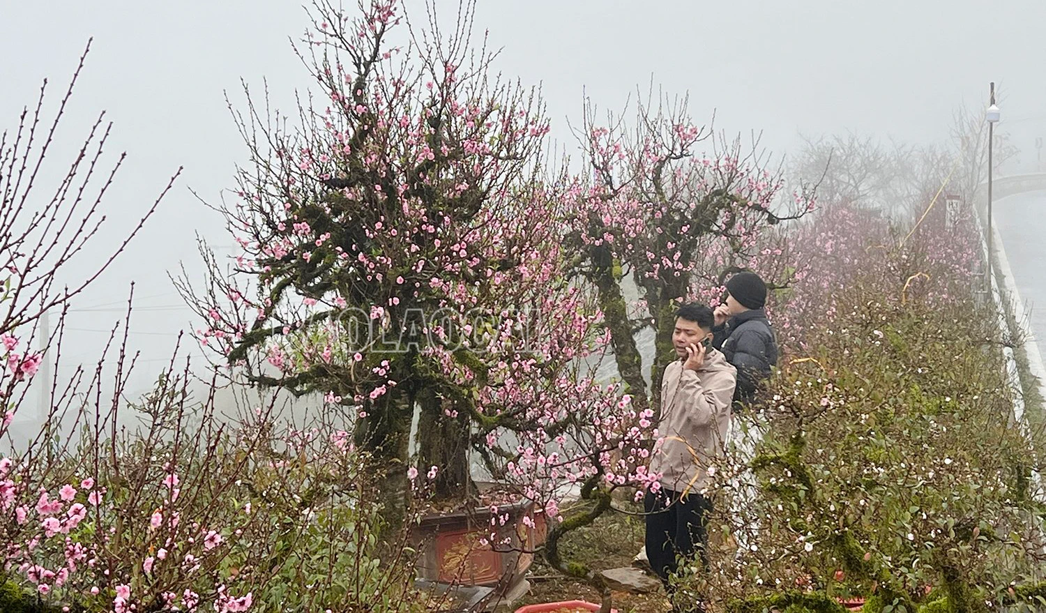 Daosapa (6).jpg