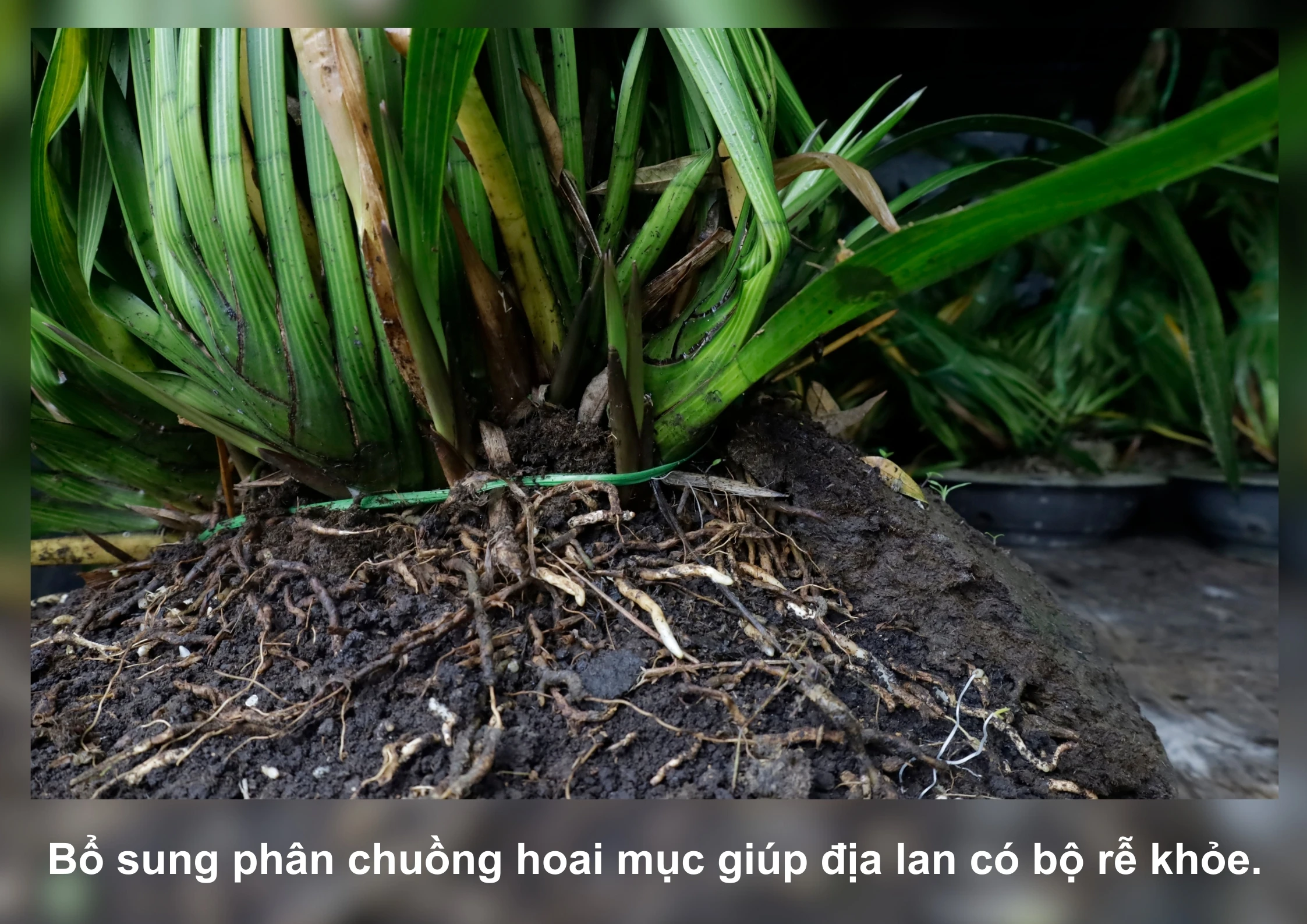 hoa-lan-2-4160.jpg