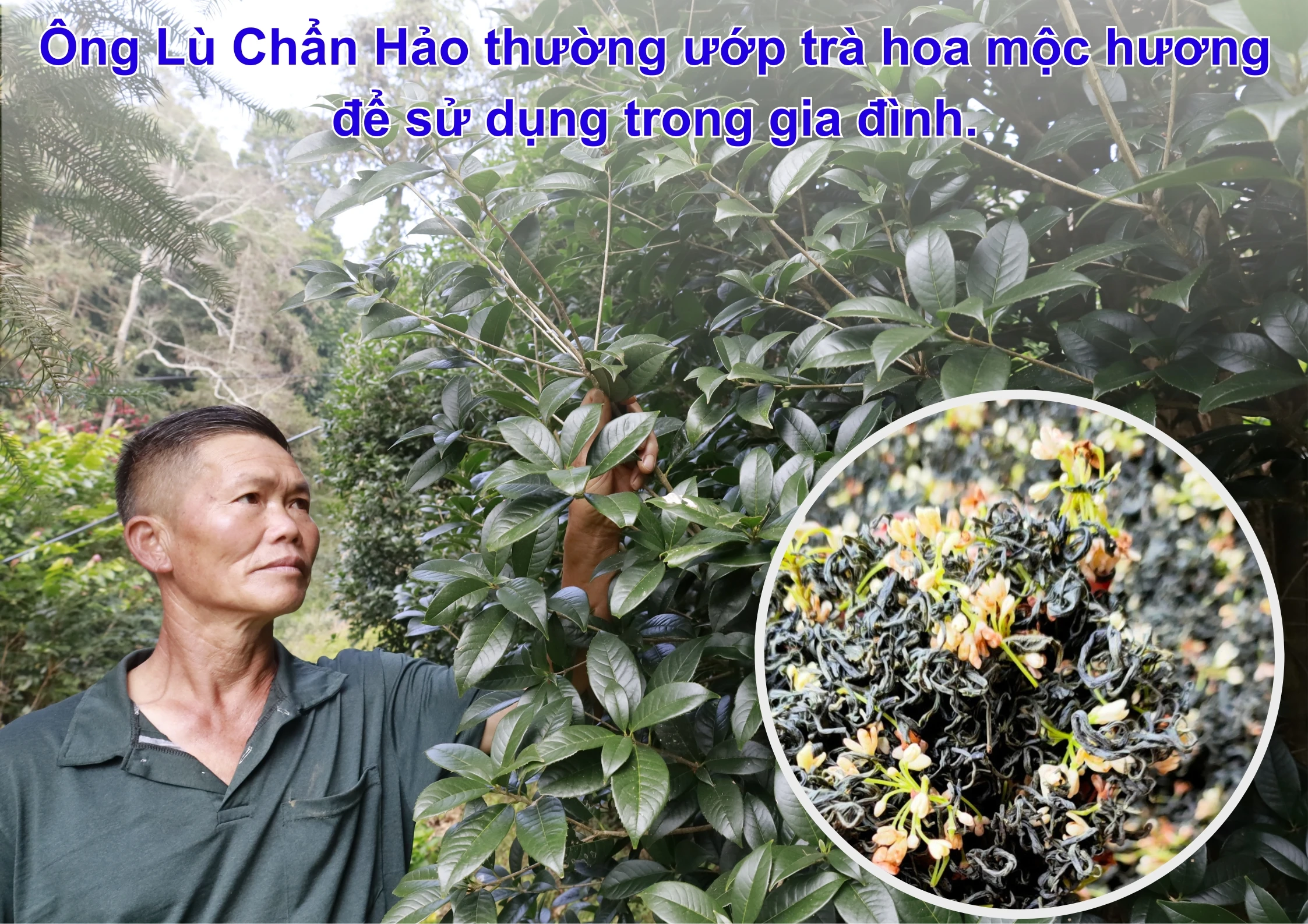 “Quế hoa” trăm tuổi.jpg