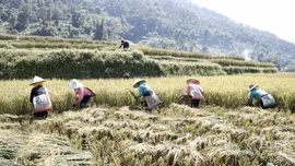 Mùa vàng và bài toán nâng giá trị hạt lúa